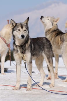 Three dogs in the snow