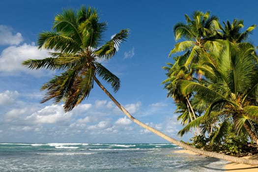 palm and beach