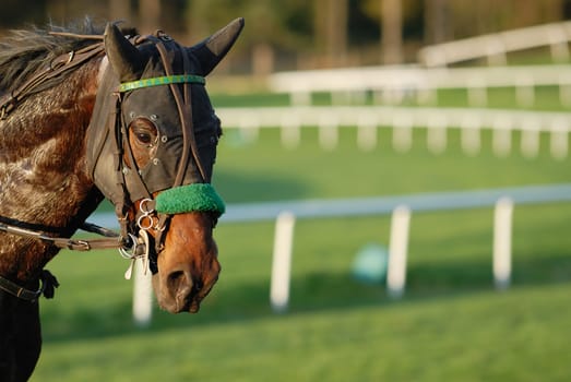 Horse Racing after the race