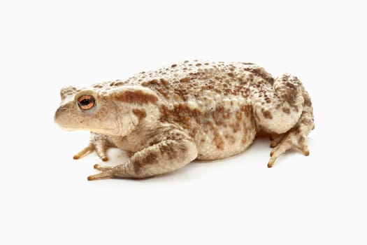 Toad