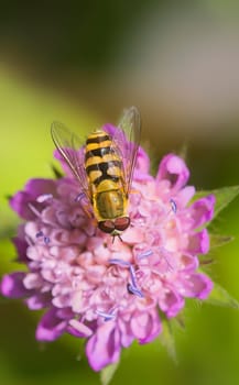 Large hoverfly