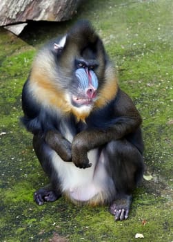 The mandrill (Mandrillus sphinx) is a primate of the Cercopithecidae (Old-world monkeys) family