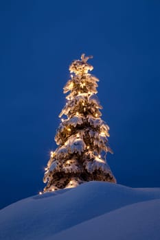 Christmas tree in the snow / winter