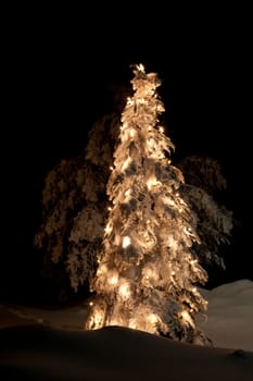 Christmas tree in the snow / winter