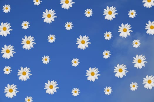 Sky with flowers