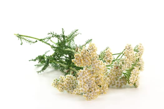 fresh twigs yarrow against white background