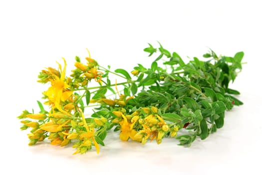 Fresh twigs of St. John's wort against white background