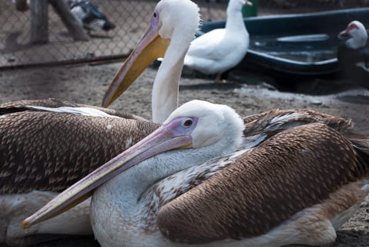 Photo of great white pelicans closeup - Pelecanus onocrotalus