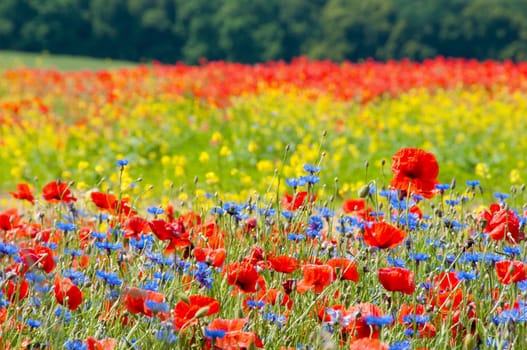 Flower meadow in M/V
