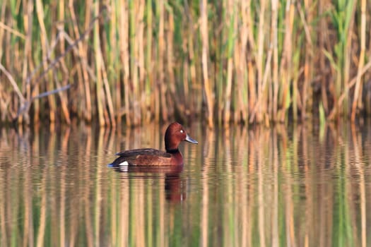 Ferruginous Duck - Aythya nyroca Male on a lake