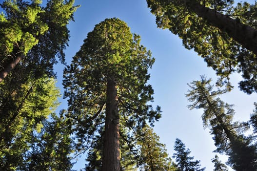 Pine Forest,California,USA
