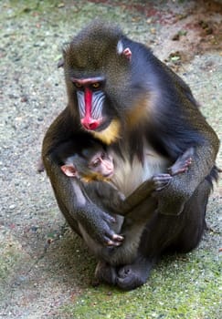 Mandrill female with her tiny newborn, when feeding your child.