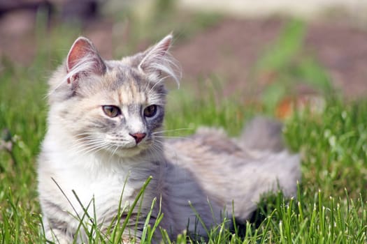 a lovely grey and white kitten laying in the grass