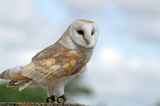 a beautiful close up of an owl
