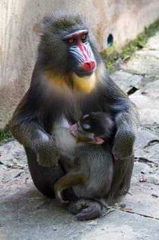 Mandrill female with her tiny newborn, when feeding your child.
