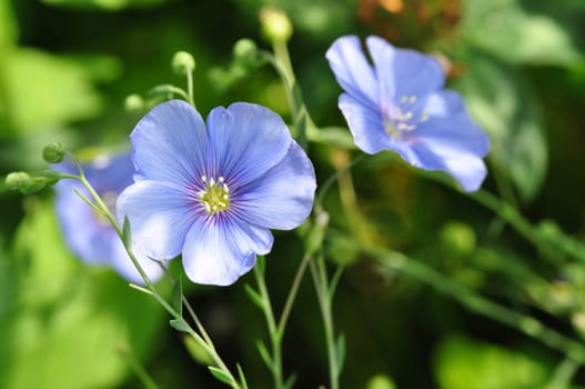 Wild Flax Flowers