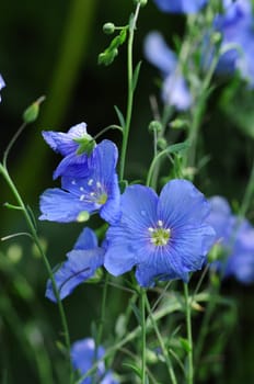 Wild Flax Flowers