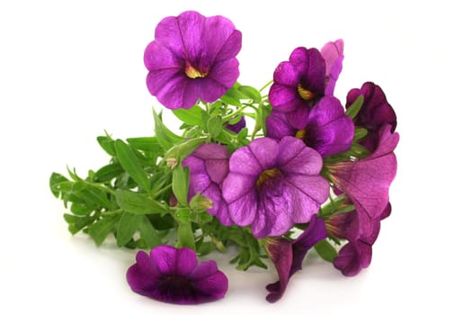some petunia flowers against white background