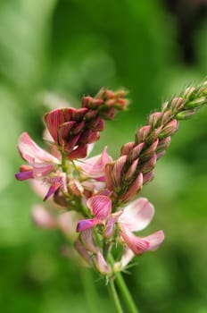 Esparsette- onobrychis viciifolia
