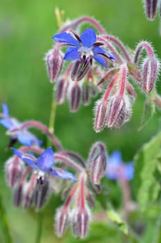 Borage-Borgao officinalis