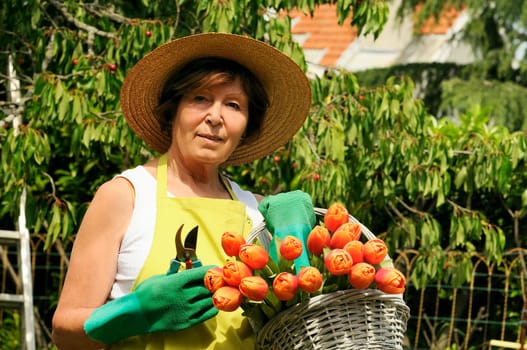 Senior woman pruning roses in her garden