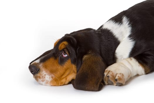 Lying basset puppy on white background