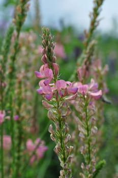Esparsette- onobrychis viciifolia