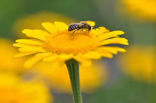 Wasp