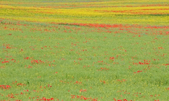 Flower meadow in early summer