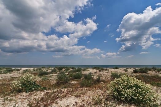 a wild beach and a blue sky with clouds