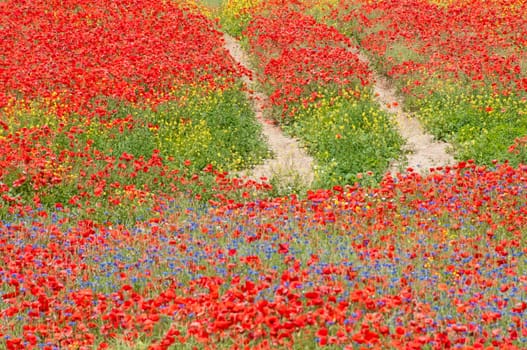 Flower meadow with walking path