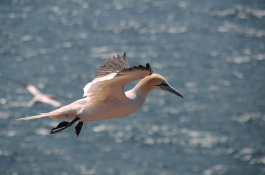 Gannet