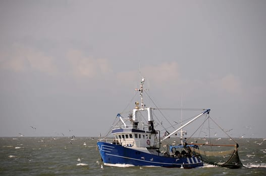Crab cutter