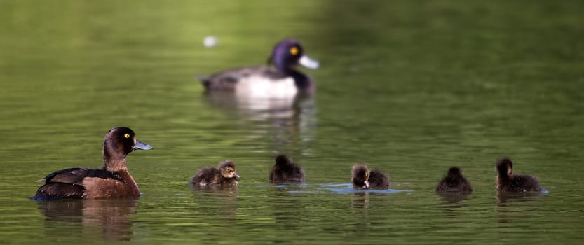 Family Day