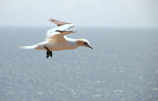 Gannet