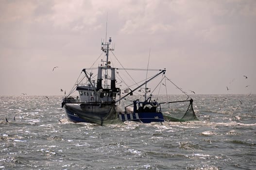 Crab cutter