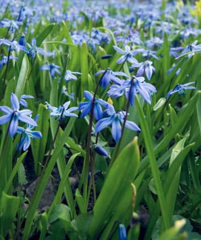 Blue flowers