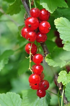 Johannisbeeren - Currants