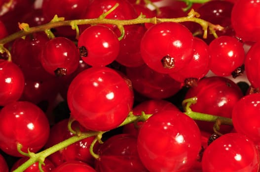 Johannisbeeren - Currants