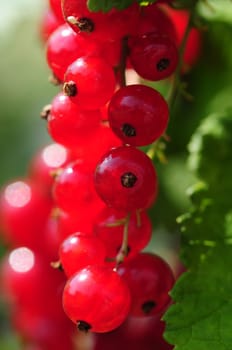 Johannisbeeren - Currants