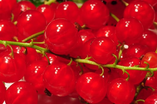 Johannisbeeren - Currants