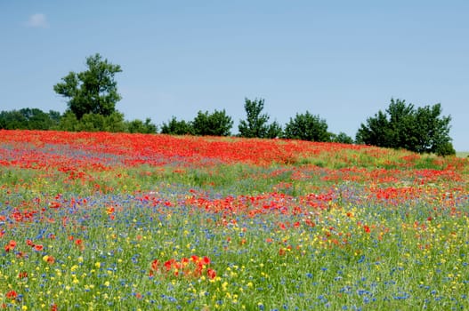Blossom meadow Mecklenburg
