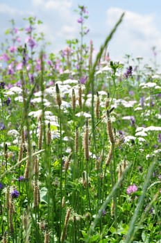 Spitzwegerich- Plantago lanceolata