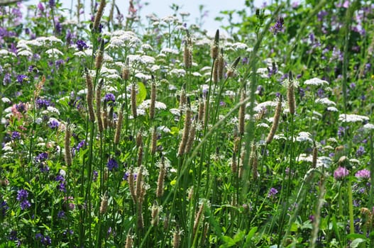 Spitzwegerich- Plantago lanceolata