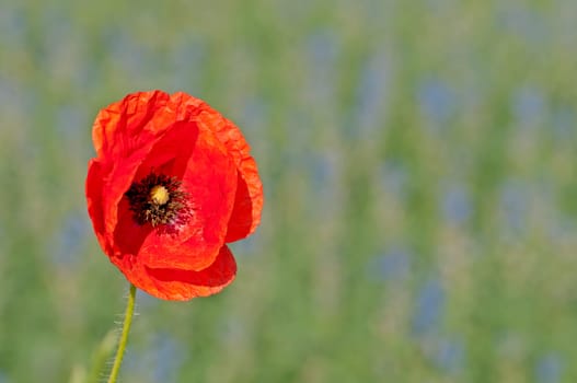 Poppy solitaire