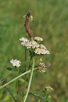Spitzwegerich- Plantago lanceolata