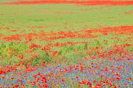 Blossom meadow Mecklenburg-Western Pomerania
