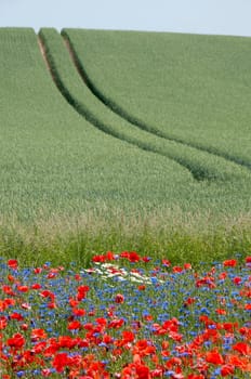 Tractor tracks with flower meadow