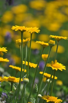 Dyer's Chamomile-Anthemis tinctoria