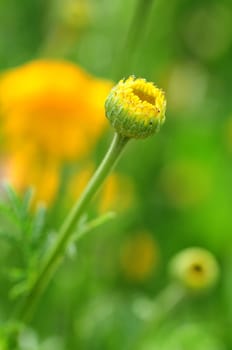 Dyer's Chamomile-Anthemis tinctoria